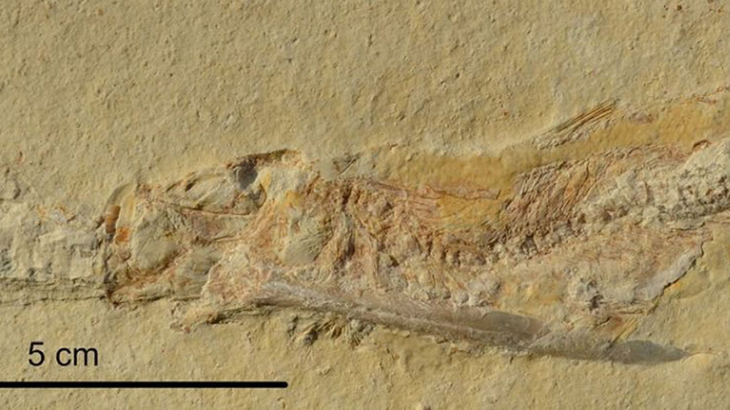 poissons préhistoriques