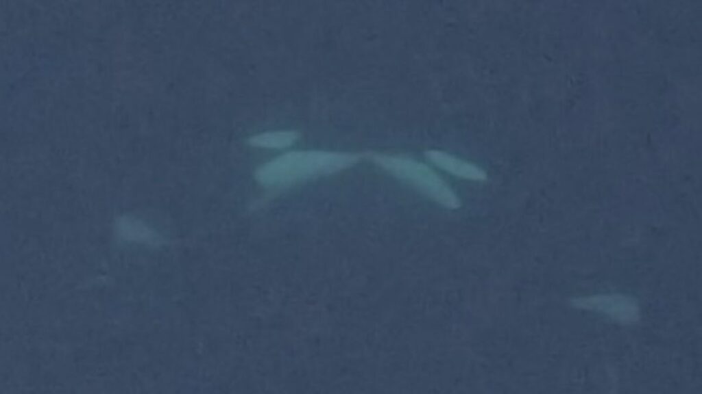 Deux orques filmées pour la toute première fois en train de s'embrasser avec la langue