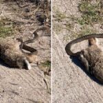 Un serpent qui mange sa proie