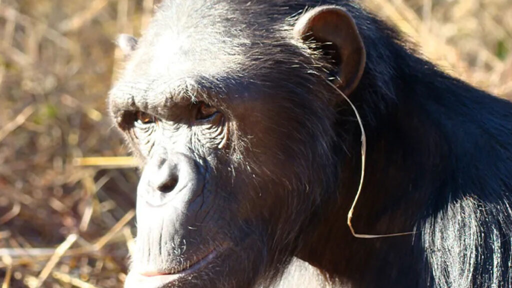 Un chimpanzé