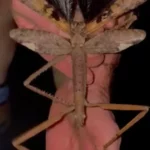 Un phasme géant tenu par un chercheur, espèce découverte en Australie