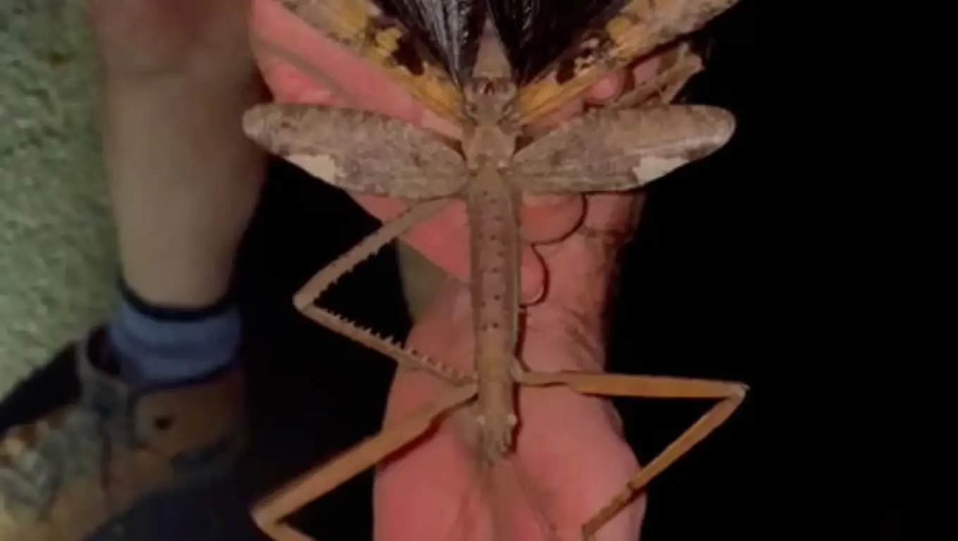 Un phasme géant tenu par un chercheur, espèce découverte en Australie