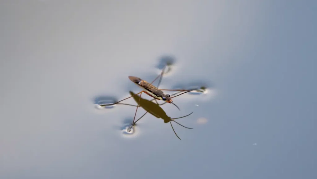 A water strider moving on the surface of a pond thanks to surface tension.