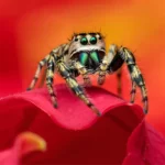 Araignée sauteuse colorée sur une fleur rouge en macro