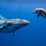 Une baleine nage en compagnie d’un dauphin dans les eaux profondes, une interaction marine rare et surprenante.