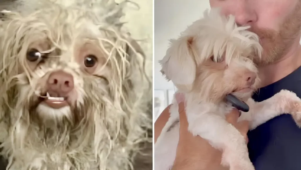 Chien en très mauvais état à gauche, puis même chien sain et toiletté dans les bras d’un homme à droite