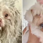 Chien en très mauvais état à gauche, puis même chien sain et toiletté dans les bras d’un homme à droite