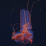 Une créature étrange découverte dans les profondeurs de l’Atlantique