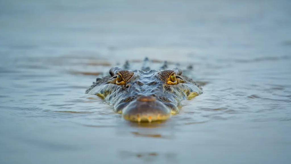 Vue rapprochée d’un crocodile immergé dans l’eau, les yeux fixant l’objectif