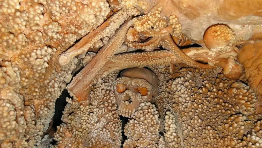 Squelette partiel de Néandertalien figé dans la roche et les concrétions minérales d’une grotte préhistorique.