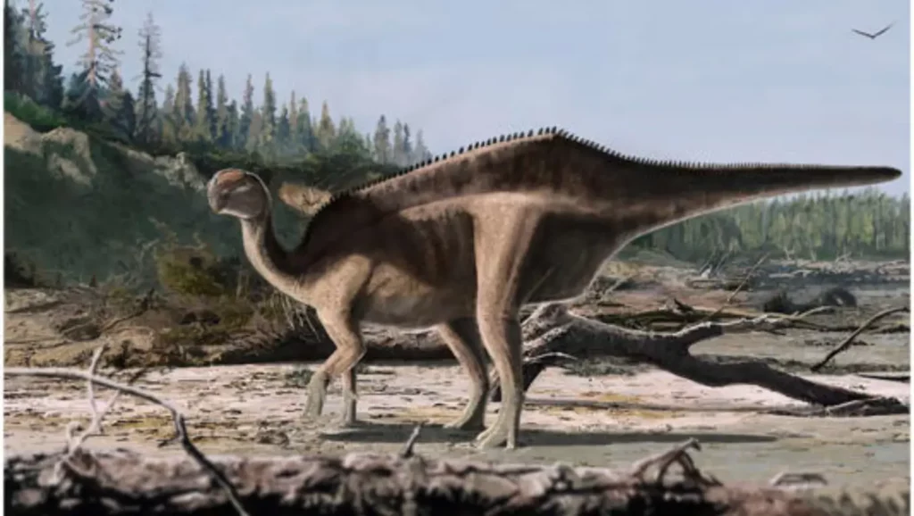 Reconstitution artistique d’Istiorachis macarthurae, un dinosaure herbivore du Crétacé inférieur avec une voile dorsale démesurée.