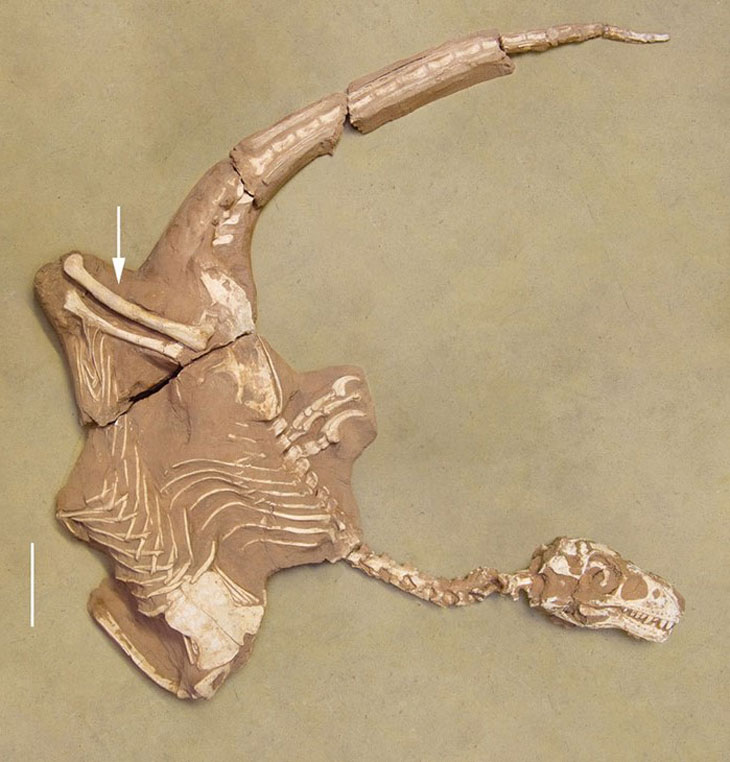 Fossile de dinosaure