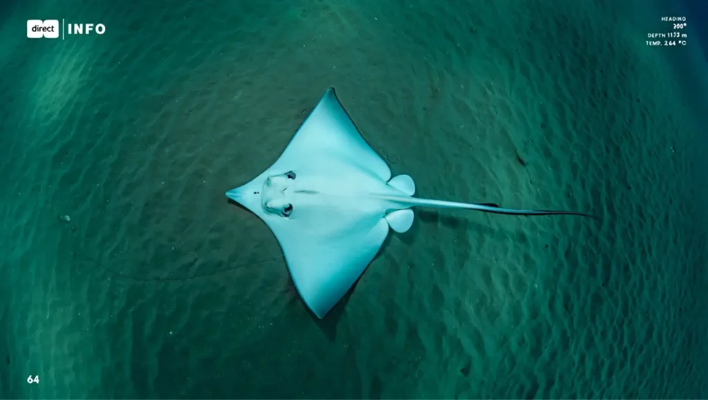 Raie observée en plongée profonde à plus de 1 100 mètres sous la surface.