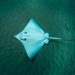 Raie observée en plongée profonde à plus de 1 100 mètres sous la surface.