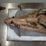 Fossile de crâne de pliosaure géant vu du dessus, avec un chercheur à côté pour l’échelle