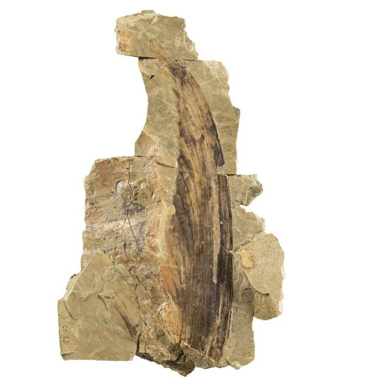 Crête fossilisée de M. grauvogeli