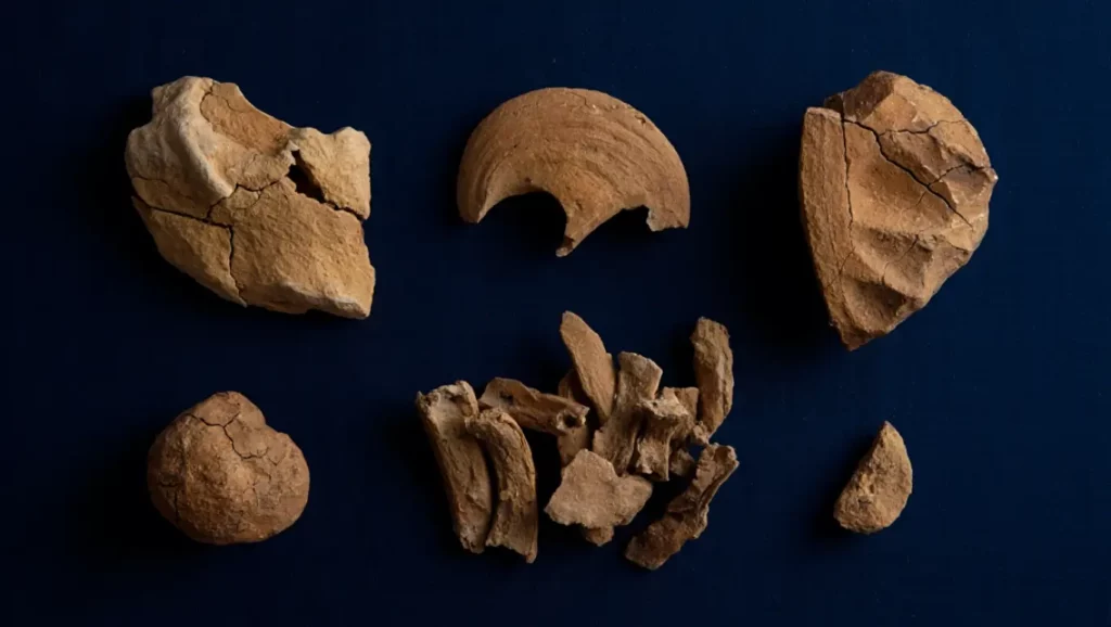 Fragments fossiles du Janjucetus dullardi, ancêtre préhistorique des baleines modernes.