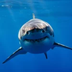 Grand requin blanc en pleine mer, symbole d’un mystère scientifique non élucidé.