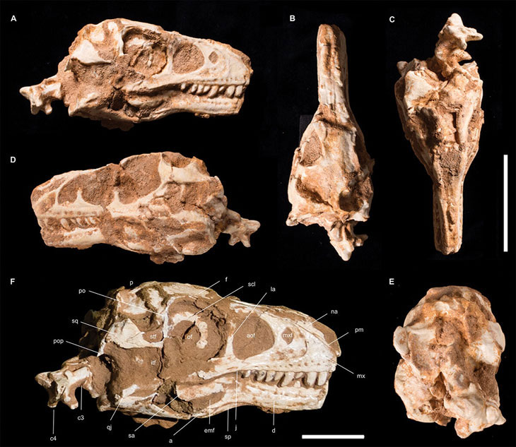 Fossile de dinosaure