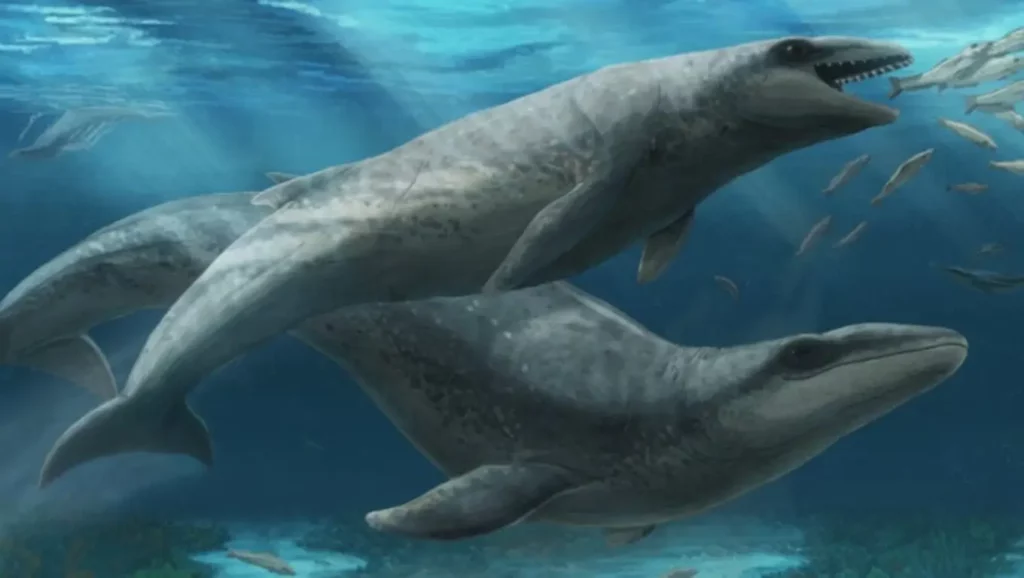 Représentation artistique du Janjucetus dullardi chassant dans les océans préhistoriques.