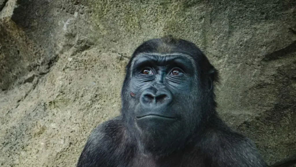 Portrait d’un australopithèque mâle reconstitué, sur fond rocheux