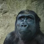 Portrait d’un australopithèque mâle reconstitué, sur fond rocheux