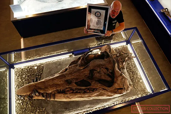 Fossile géant de pliosaure exposé dans une vitrine de musée avec un certificat Guinness World Records