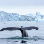 Queue de baleine émergeant des eaux glacées de l’Antarctique avec des glaciers en arrière-plan.