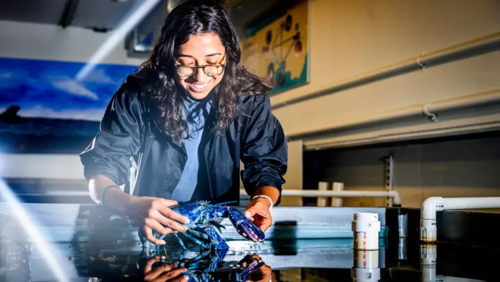 Une étudiante observe un homard bleu électrique dans un centre scientifique maritime.