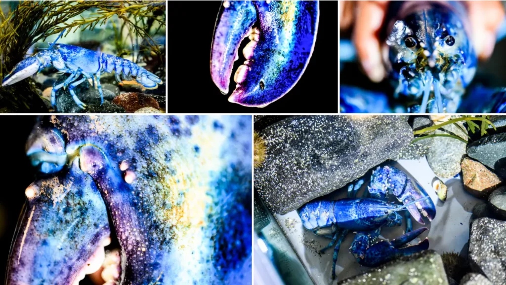Collage de photos d’un homard bleu électrique exposé dans un centre scientifique maritime, montrant ses pinces, sa carapace et ses détails colorés.