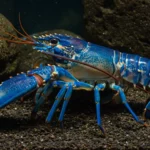 Un homard bleu électrique photographié dans un aquarium, aux couleurs uniques et vibrantes.