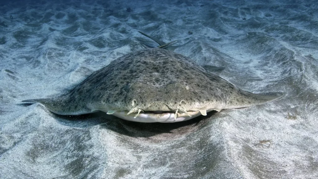 Un requin-ange parfaitement camouflé dans le sable, observé au fond de l’océan.