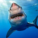 Grand requin blanc nageant en pleine mer, gueule ouverte, vu en gros plan sous l’eau