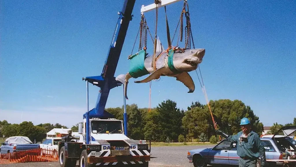 Rosie, le requin tigre, suspendue à une grue lors de son transfert vers le musée Crystal World en Australie.