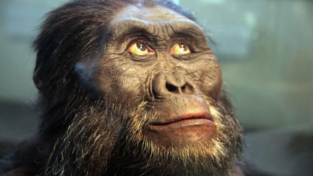 Australopithecus afarensis