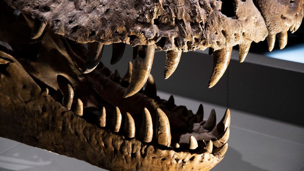 Les dents d'un Tyrannosaurus rex