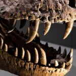 Les dents d'un Tyrannosaurus rex