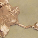 Fossile de dinosaure