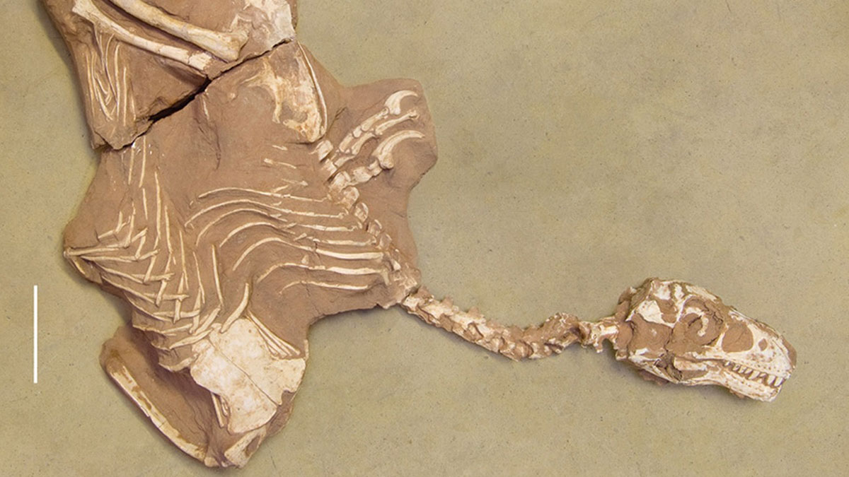 Fossile de dinosaure