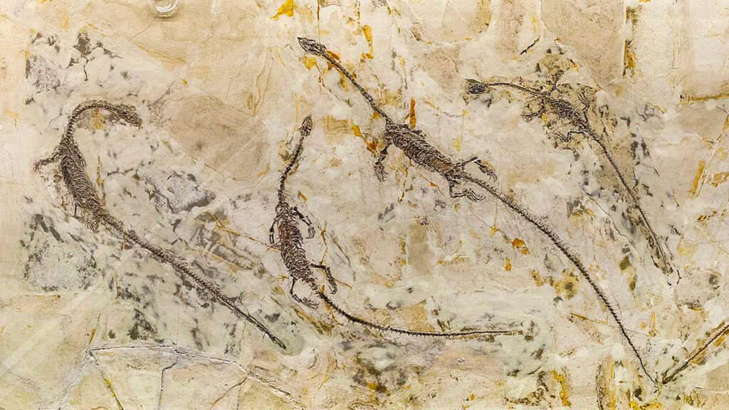 Dalle renfermant plusieurs fossiles d'Hyphalosaurus