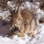 Un lapin doté de tentacules