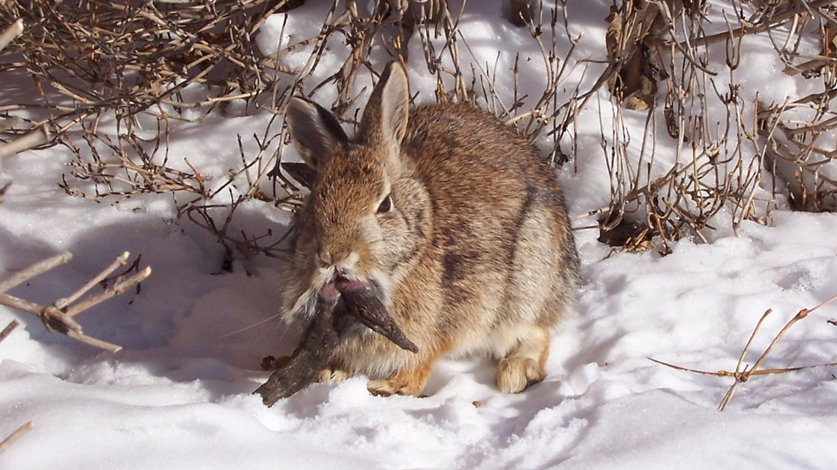 Un lapin doté de tentacules