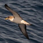 Un oiseau marin au-dessus de la mer