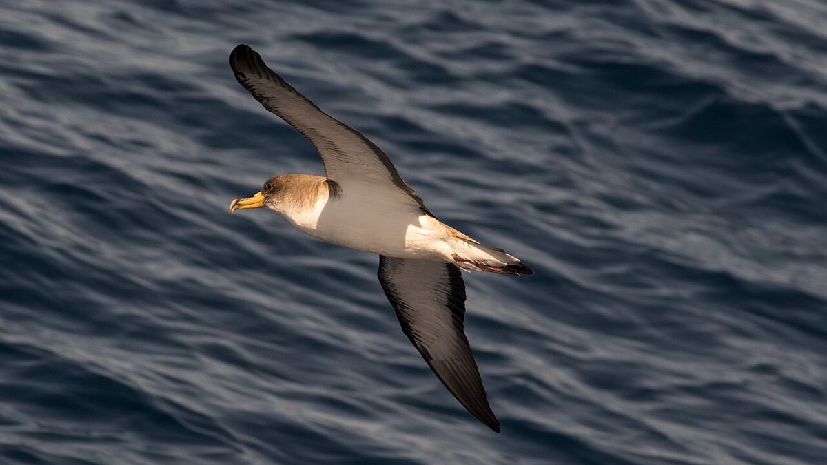 Un oiseau marin au-dessus de la mer
