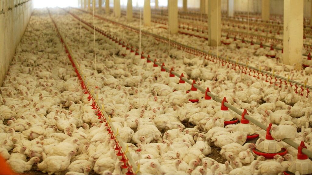 Les conditions d’élevage sont terribles pour les poulets