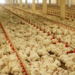 Les conditions d’élevage sont terribles pour les poulets