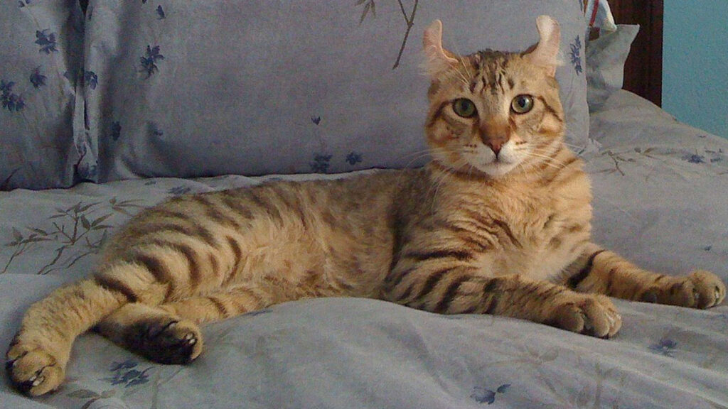 Un chat « Highlander »