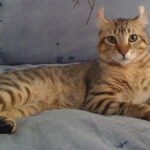 Un chat « Highlander »