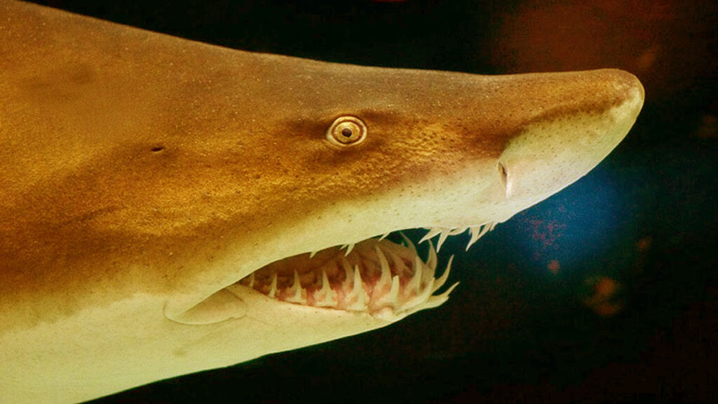 Un requin nourrice orange vif