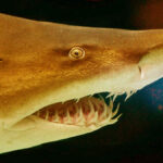 Un requin nourrice orange vif